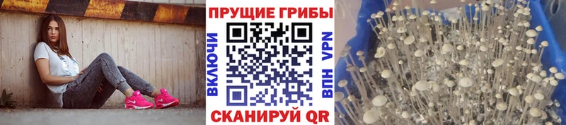 Псилоцибиновые грибы Magic Shrooms  как найти закладки  blacksprut ССЫЛКА  Сим 